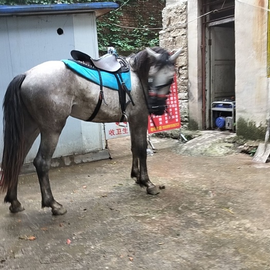盎格鲁菊花青骑乘马
