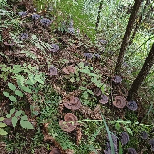 融水县赤灵芝