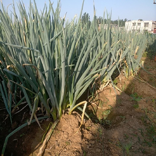 临泉县大葱