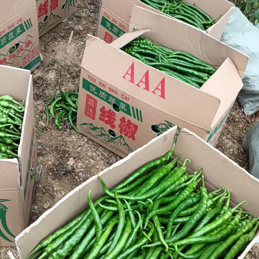 重庆市贵州8号线椒