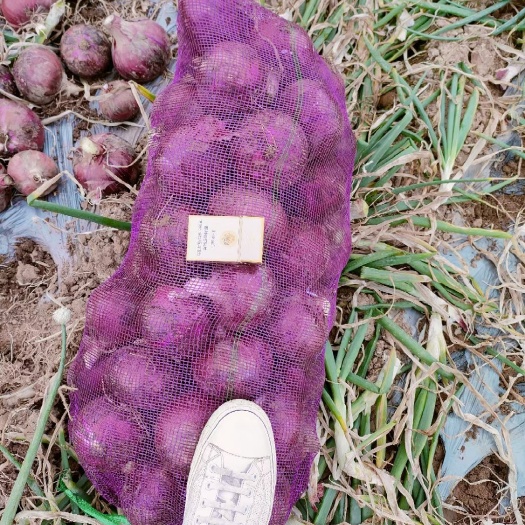 晋中精品洋葱大量上市，质量保证，量大从优