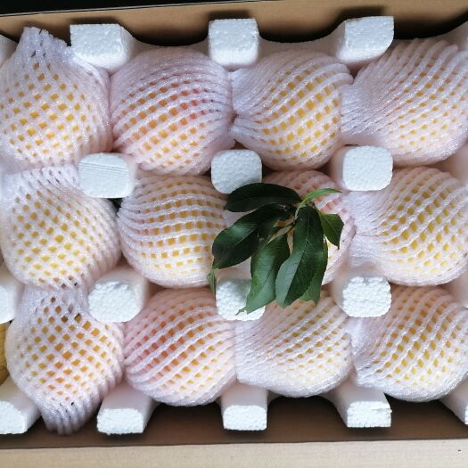 炎陵县预售顺丰包邮，炎陵黄桃一级大果新鲜当天采摘发货，优质黄桃之乡