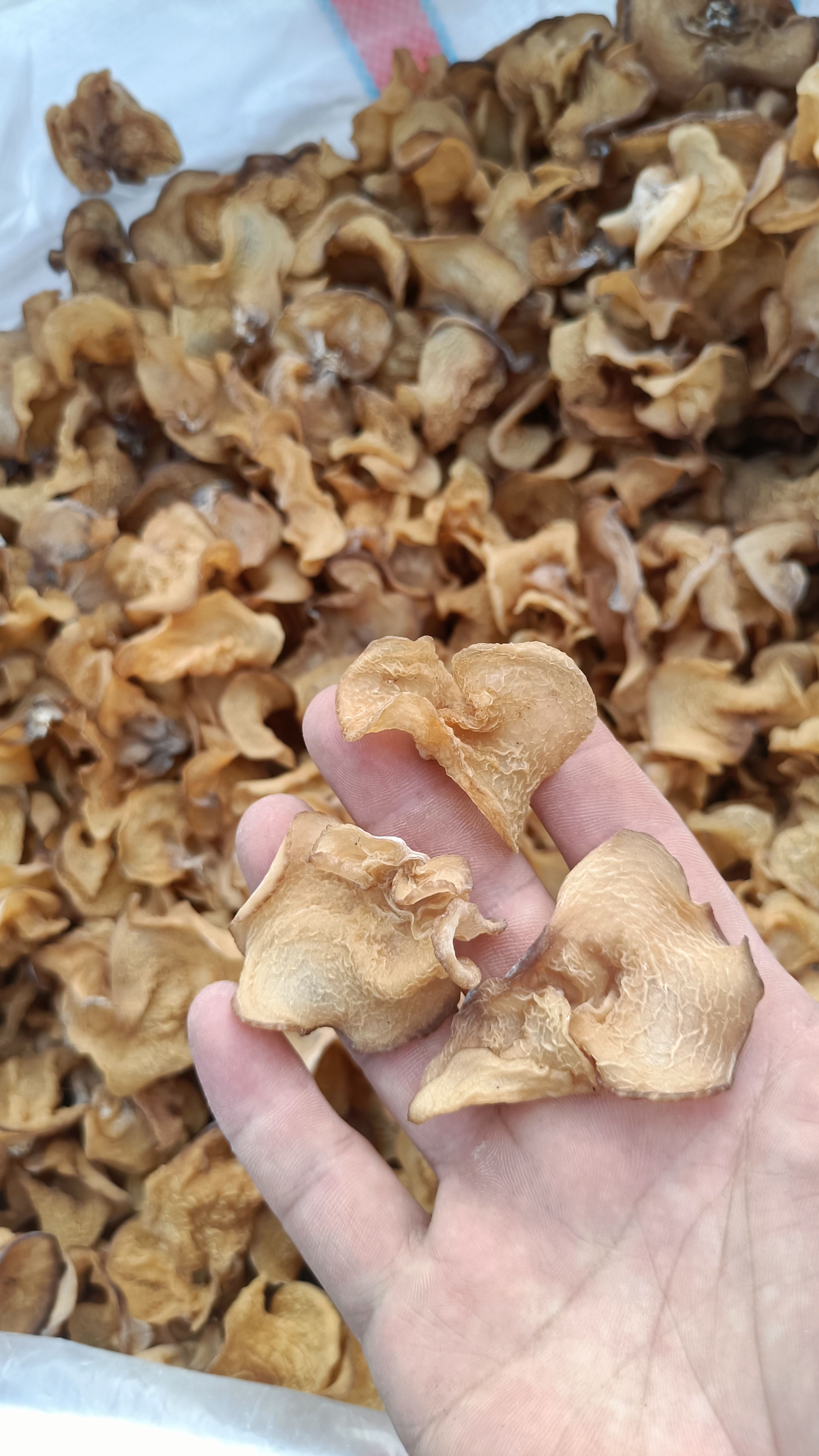 产地椴木羊肚耳，沙耳，羊肚耳无根，珍珠菌批发零售鹿肚耳基地直