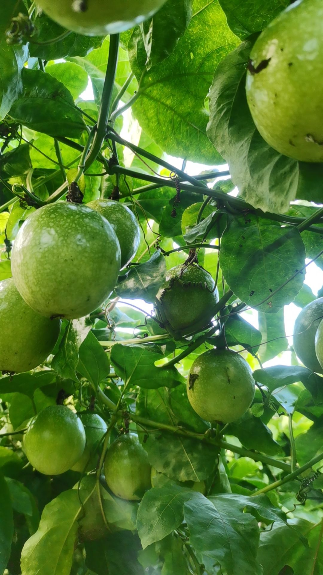 黄金百香果
