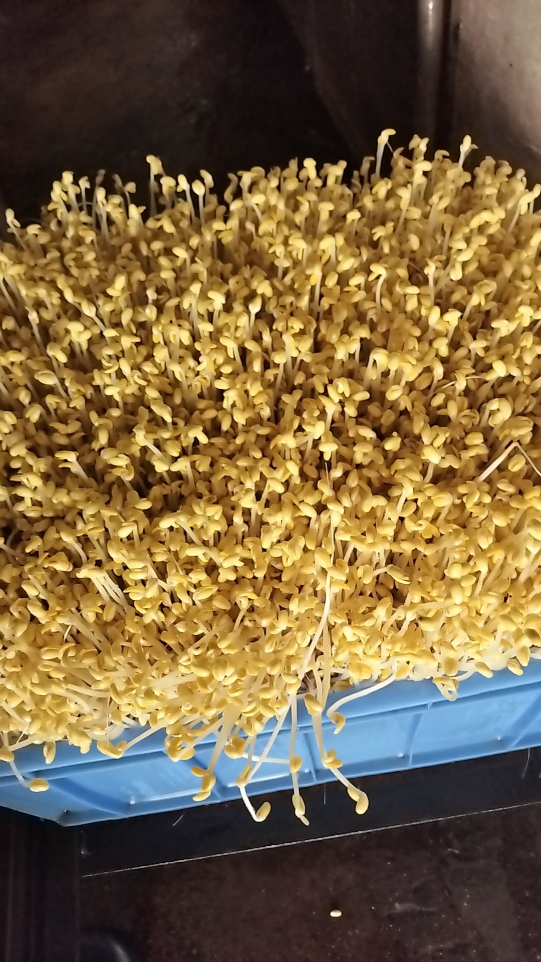 南宁范围黄豆芽量大可以送上门，