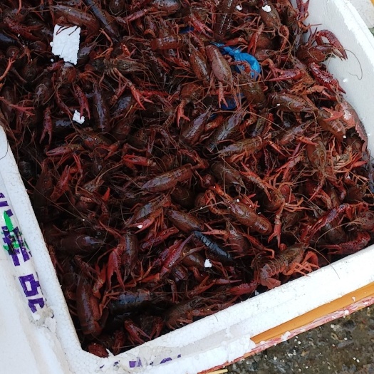 佛山小龙虾批发