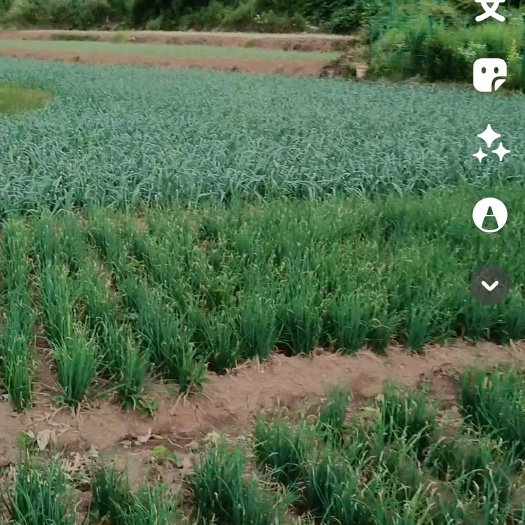 贵阳蒜苗，香葱，香菜