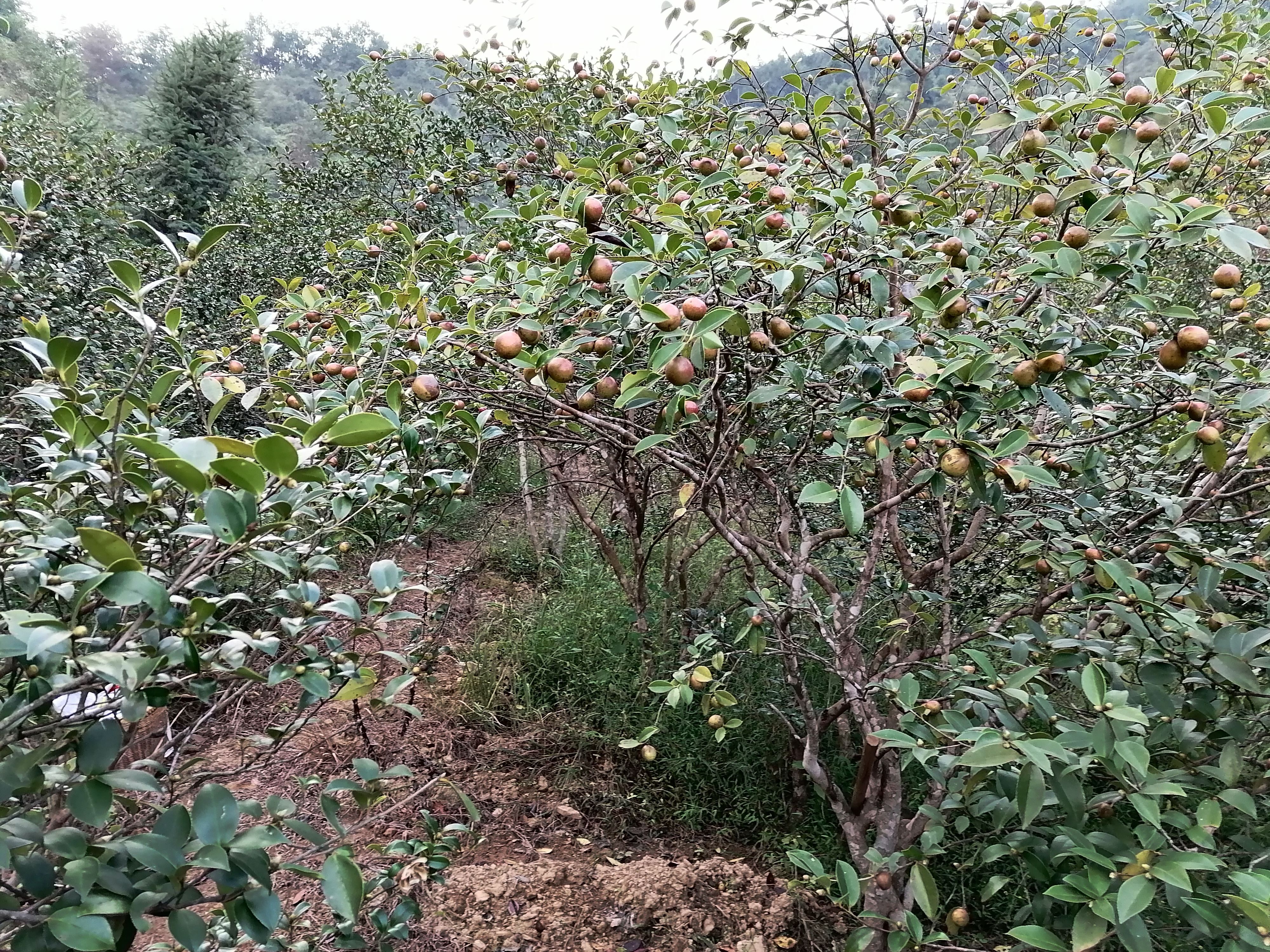 茶油是由油茶籽压榨而成，具有香味好