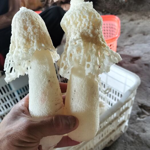 紫云县贵州红托竹荪基地直发质量保证一手货源农产自销