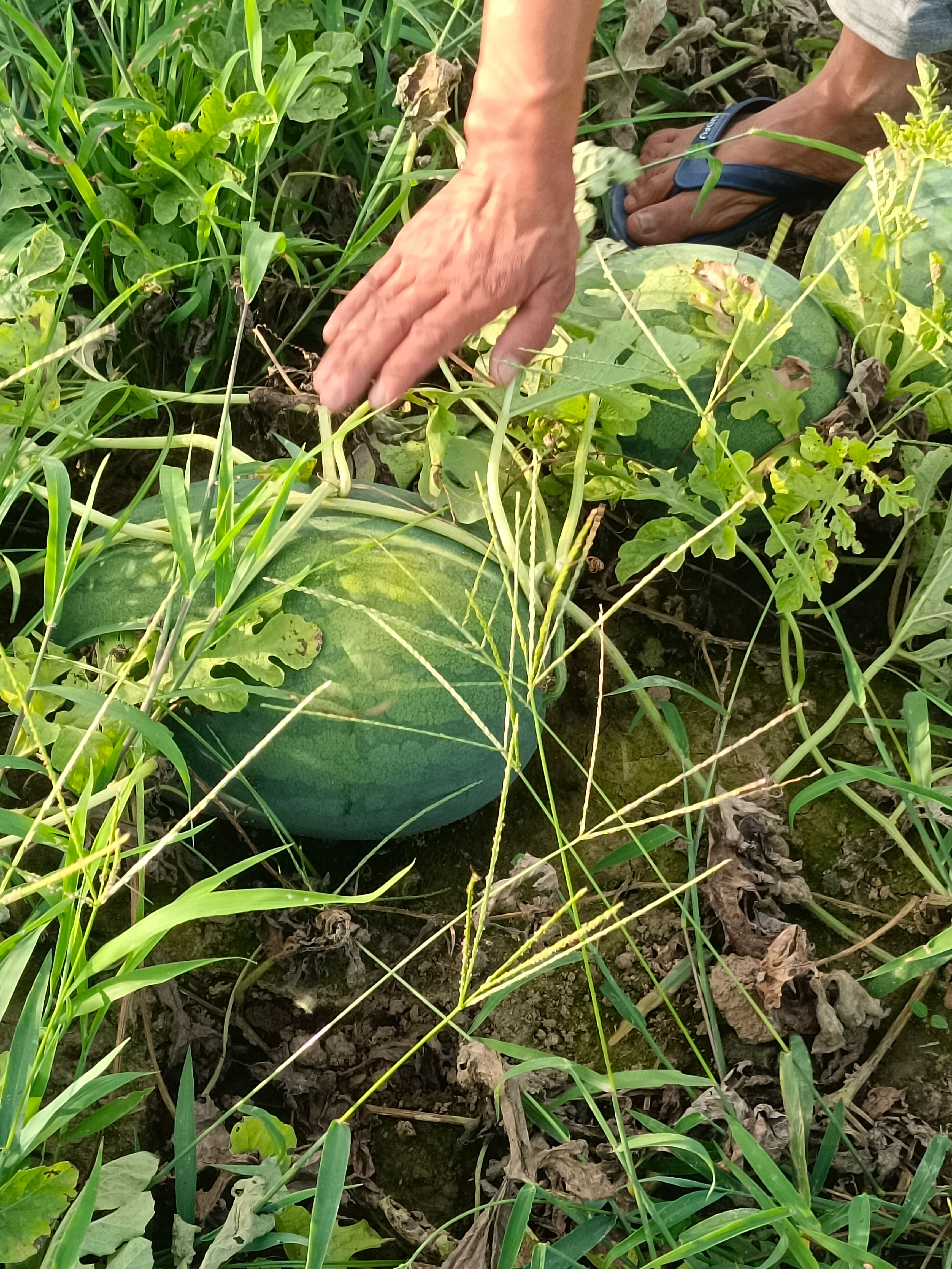 飓风瓜王，7到18斤，12，13个糖