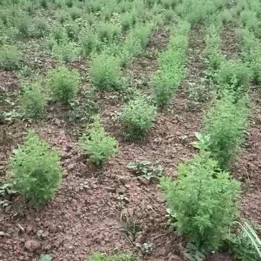 南部县青蒿