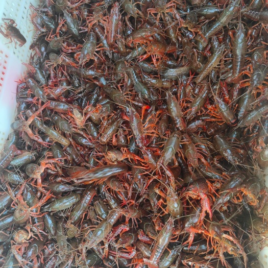 鱼台县优质龙虾苗，欢迎新老客户光临，
