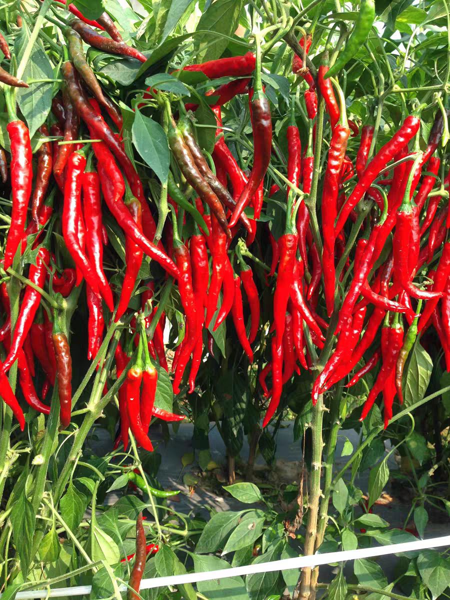 所有辣椒均可使用增粗拉长膨大着色矮化植株防止三落椒多三不落