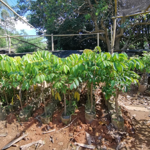 灵山县青橄榄乌橄榄黑橄榄油橄榄杯苗