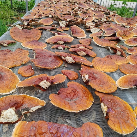 拜泉县大量新下灵芝