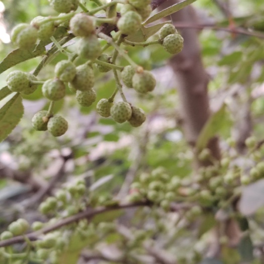 枝江市青花椒