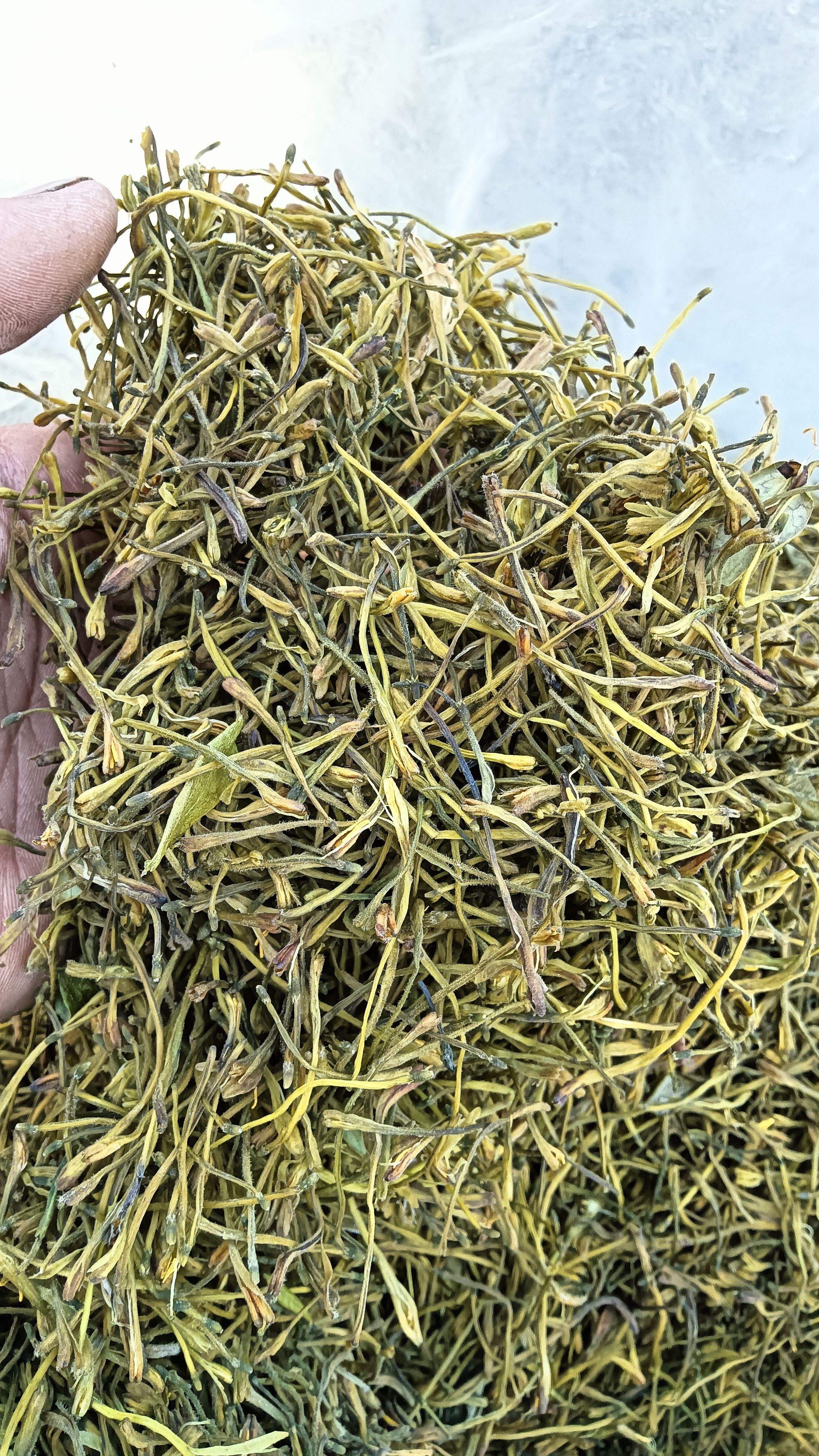 金银花选货大量上市懂得下手