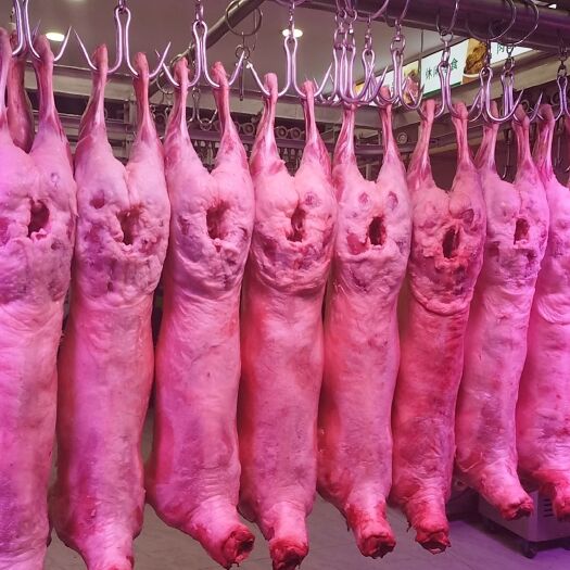 伽师县新疆本地羊羔肉羊肉 。绵羊肉。奇台县的羊羔肉