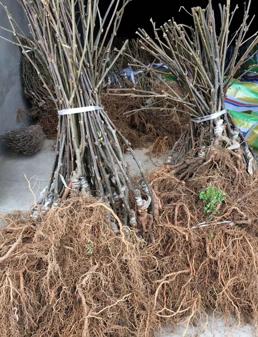 苍溪县东红猕猴桃苗 红心猕猴桃嫁接苗 公司销售 品质保证 技术支