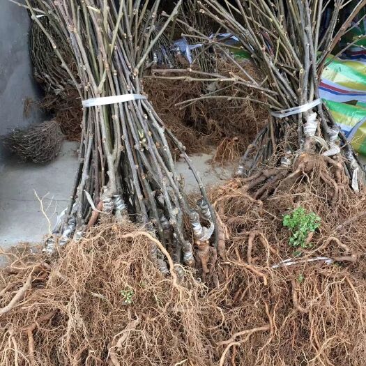 苍溪县东红猕猴桃苗 红心猕猴桃嫁接苗 公司销售 品质保证 技术支