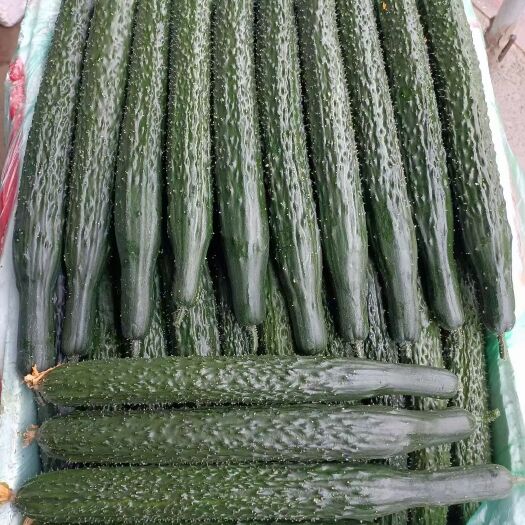 六盘水第二轮黄瓜浪潮来袭每天可供应10-35吨物美价廉欢迎洽谈