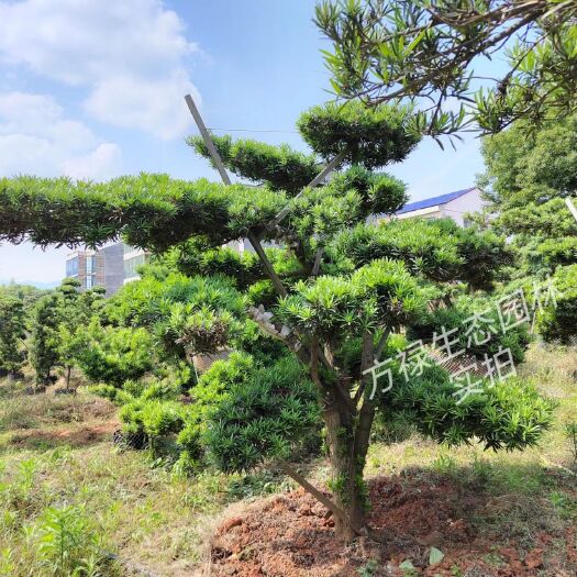 茶陵县小叶罗汉松