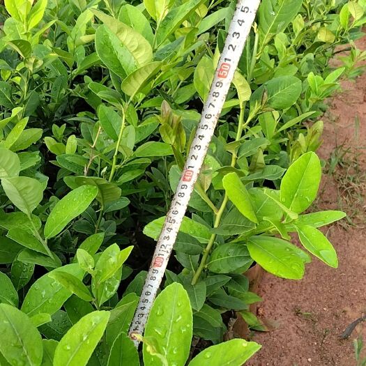 灵山县柠檬杯苗