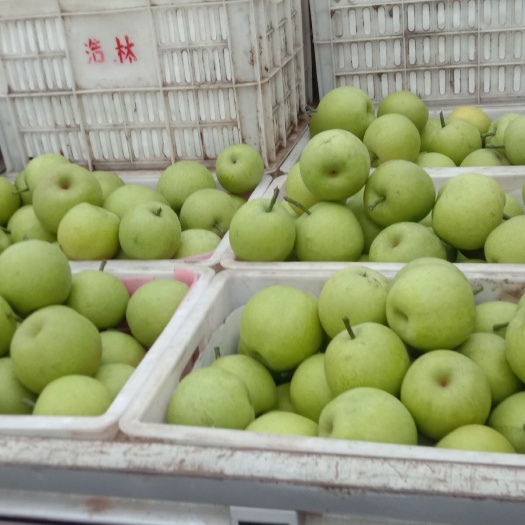砀山县精品青黄冠梨，需要的联系