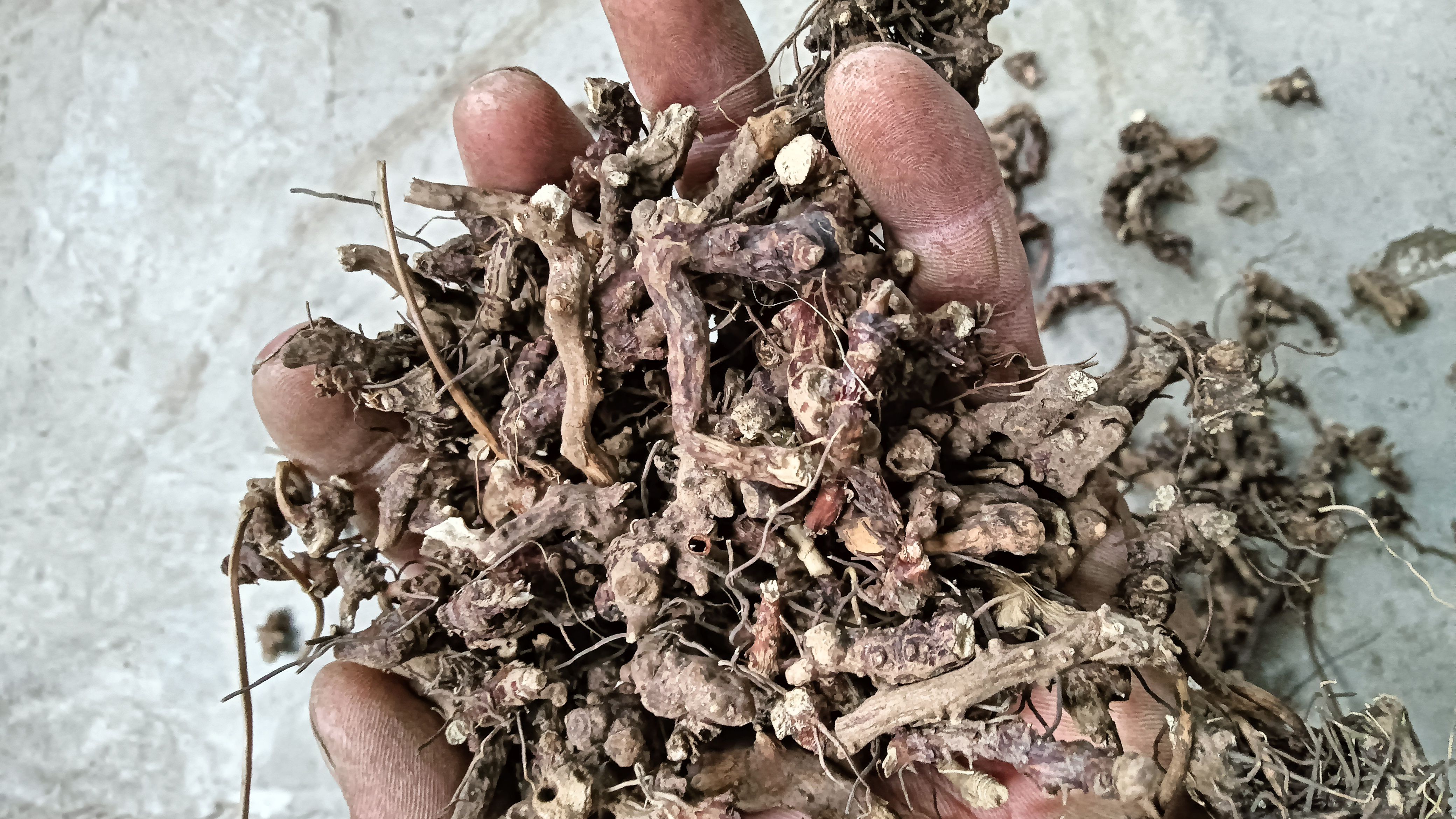 仙灵脾，淫羊藿根，净货，去毛无杂