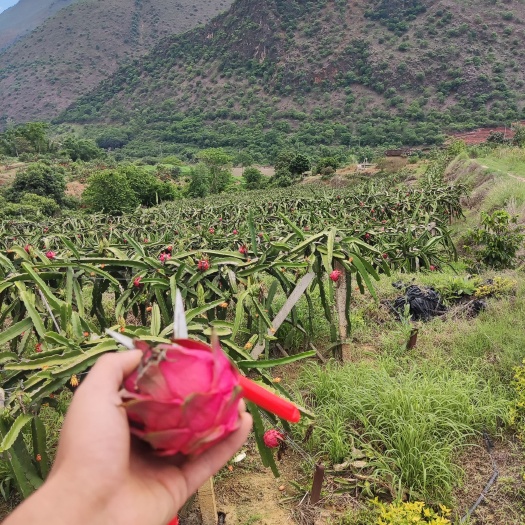 保山火龙果