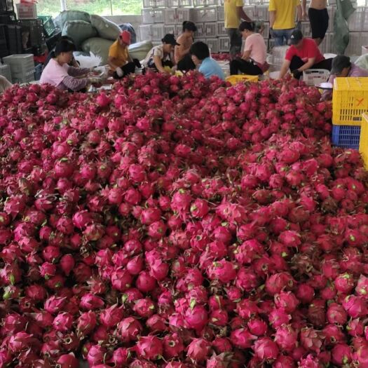 贵港火龙果