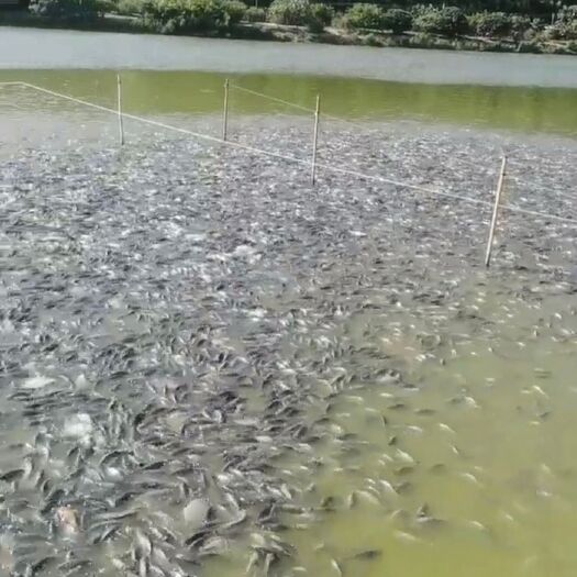 惠州罗非