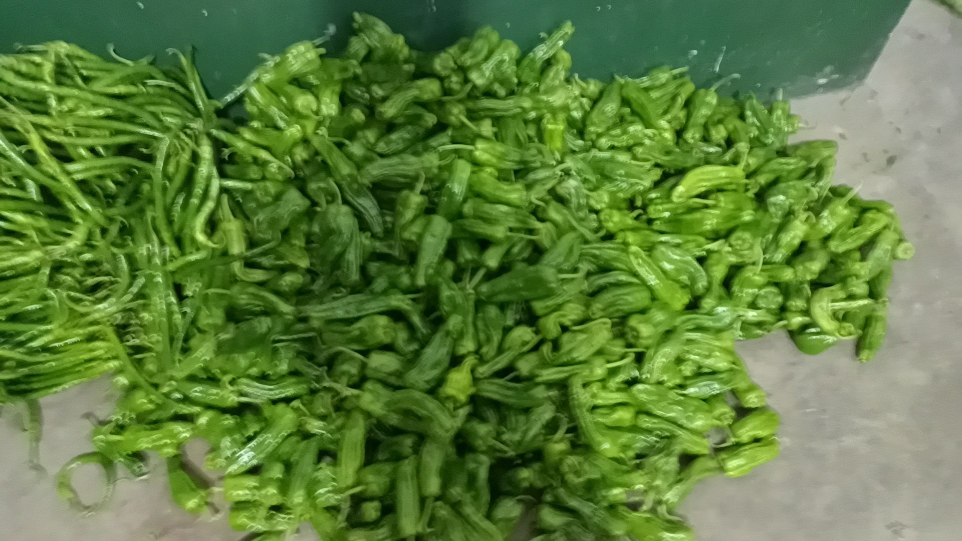 基地大量辣椒上市