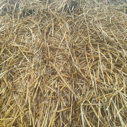 响水县小麦秸秆