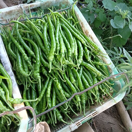 六盘水8号线椒