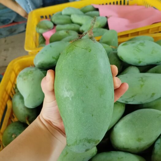 百色台农，火龙果，金煌芒