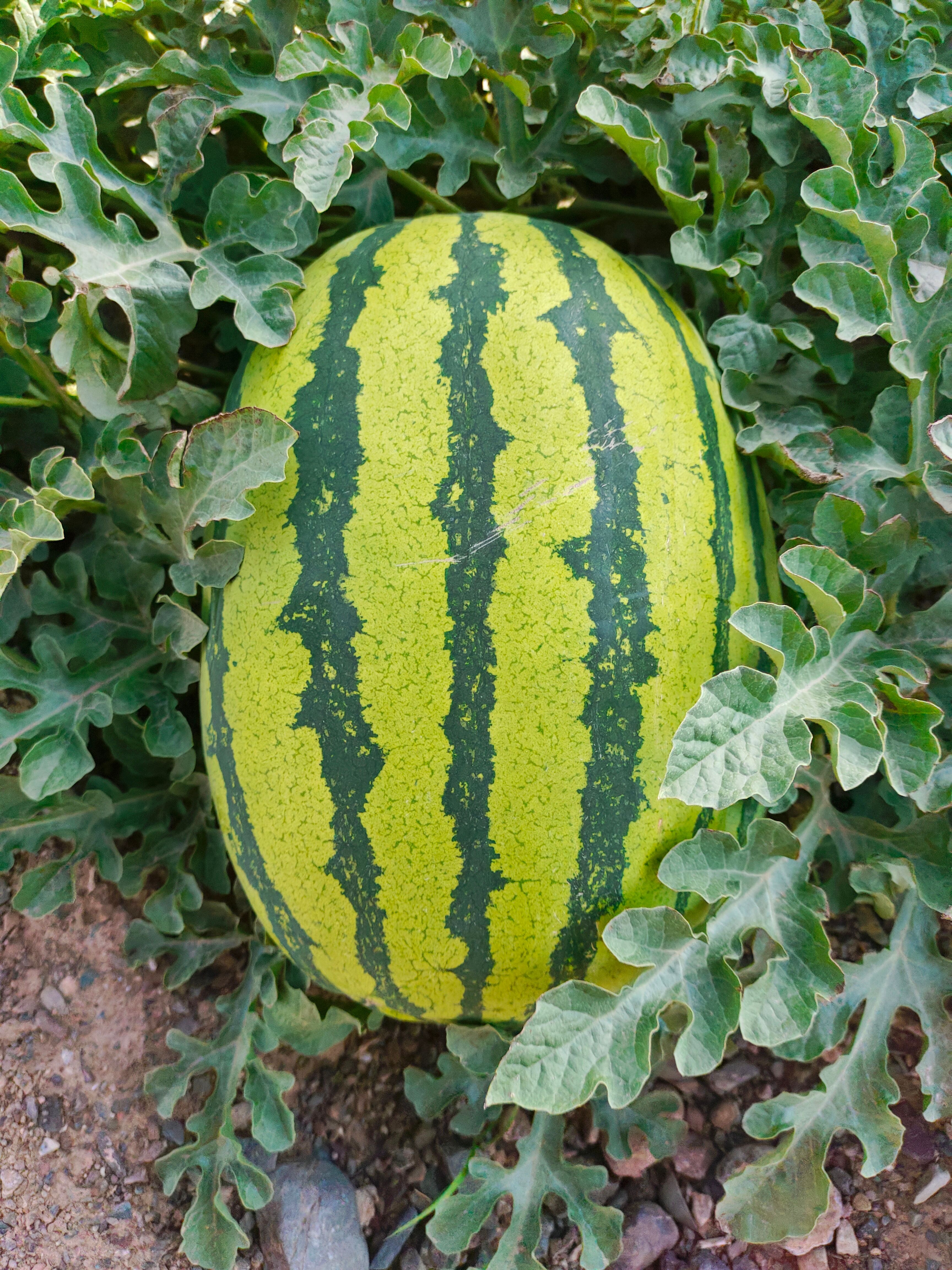 硒砂瓜糖分高，含微量元素丰富