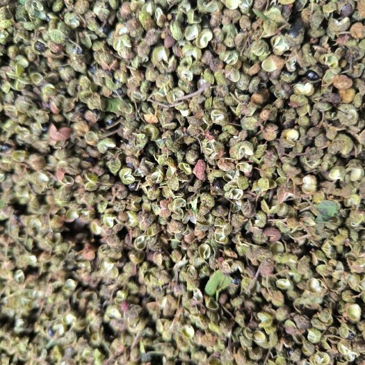 枣庄2023新品青花椒粒山东农家现摘烘干新鲜花椒特级食用花椒粒