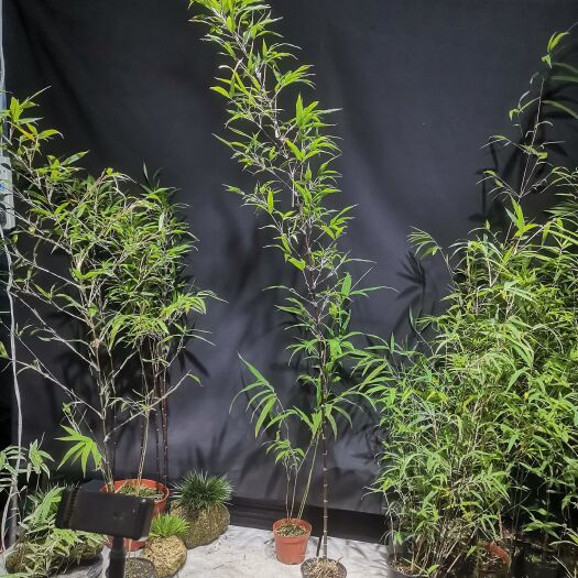 南靖县紫寒竹桌面阳台办公室微型盆景绿植小盆栽