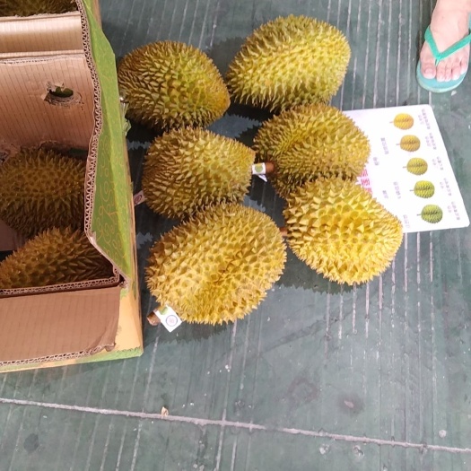 凭祥市泰国金枕榴莲a6/7
