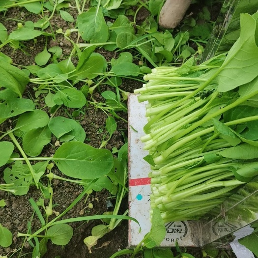 平果市小白菜