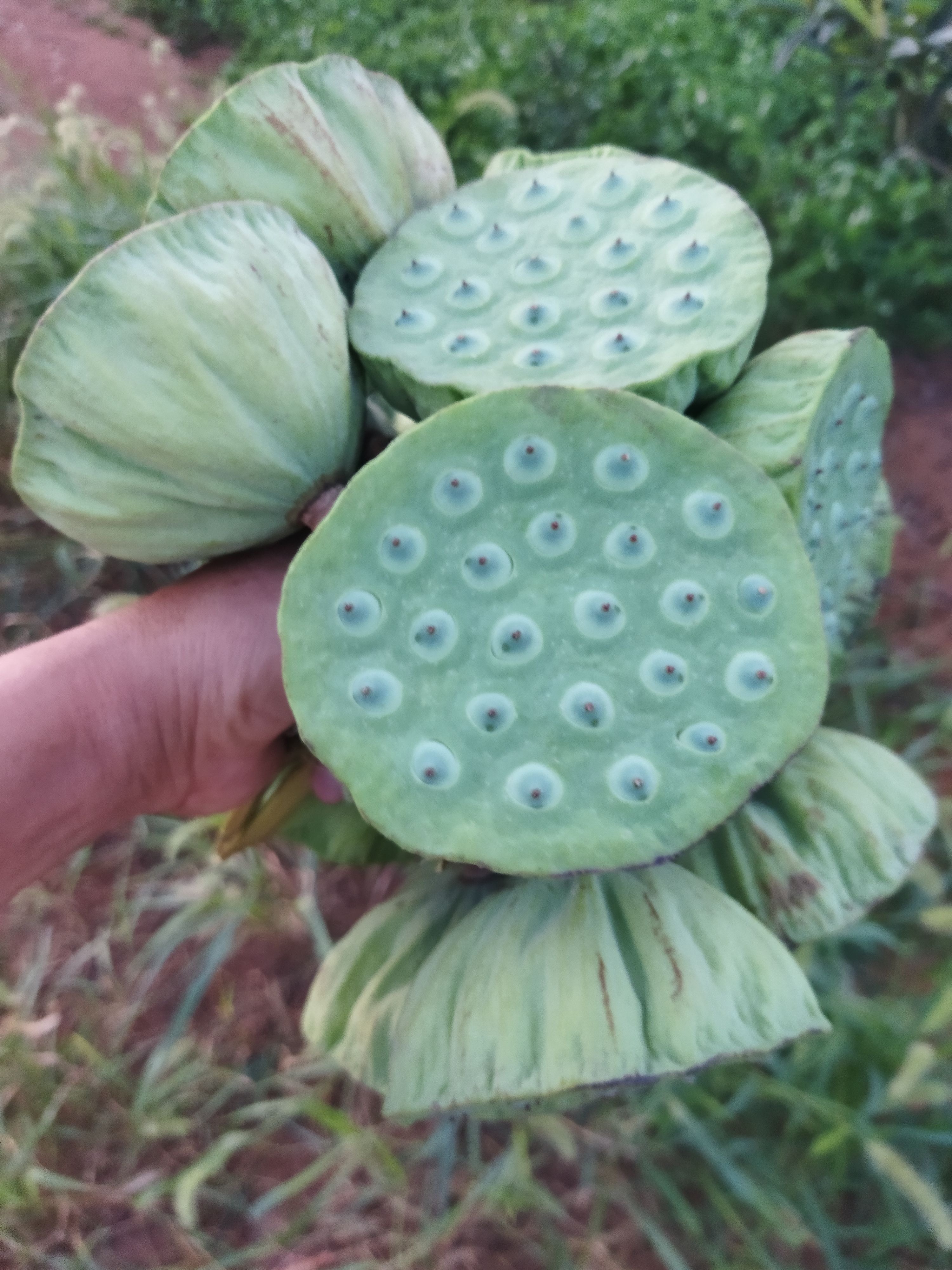 麻莲子，′水果莲