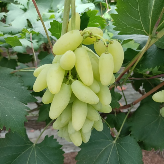 宁陵县金手指葡萄软穗不掉粒口感特别好糖度高耐运输需要的联系我