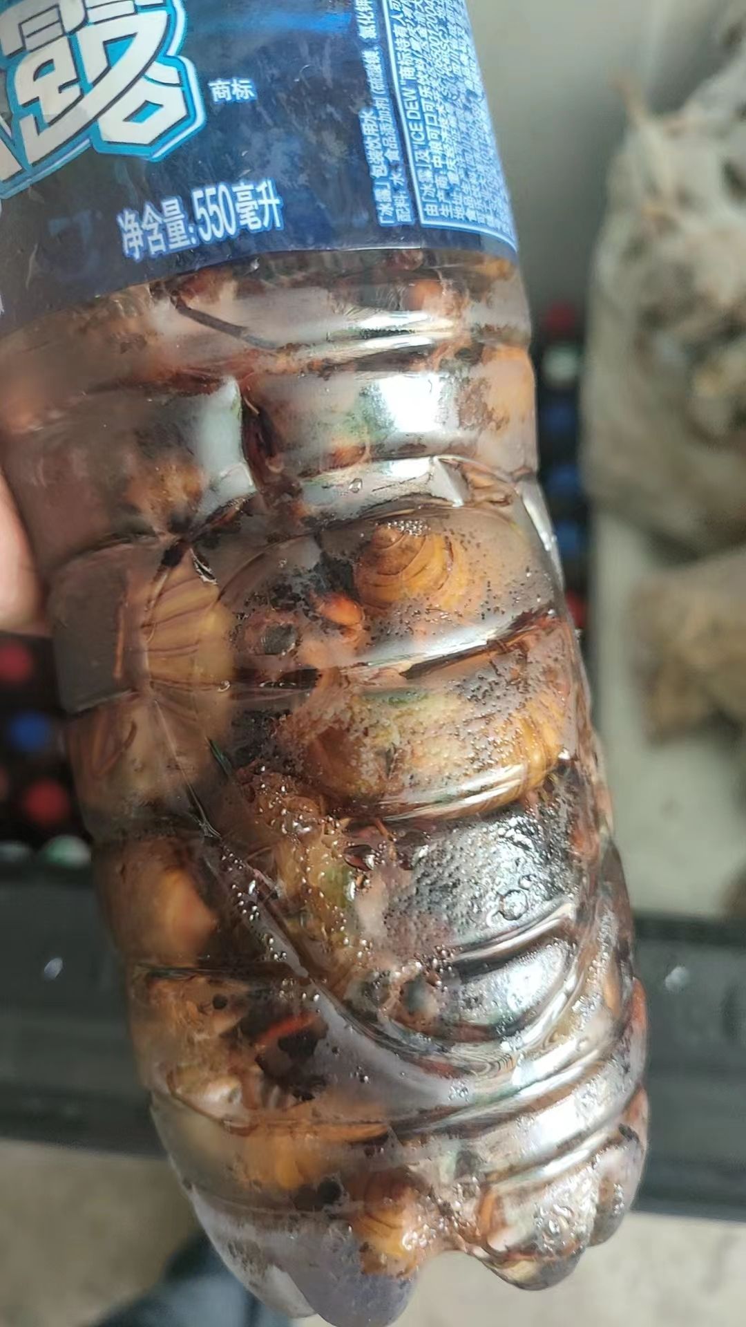 蝉蛹    金蝉