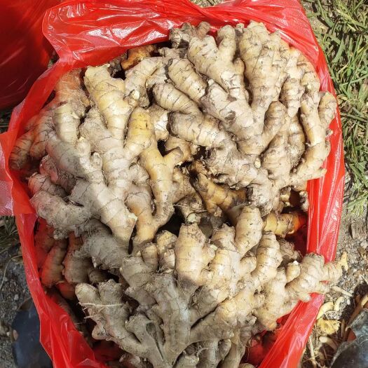汝城县湖南汝城山地小黄姜