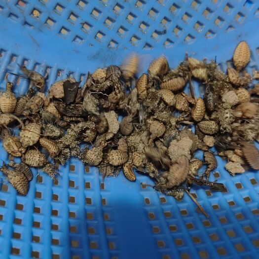汕尾农村金沙牛