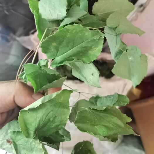 旬邑县纯淫羊藿，需要可提供图片