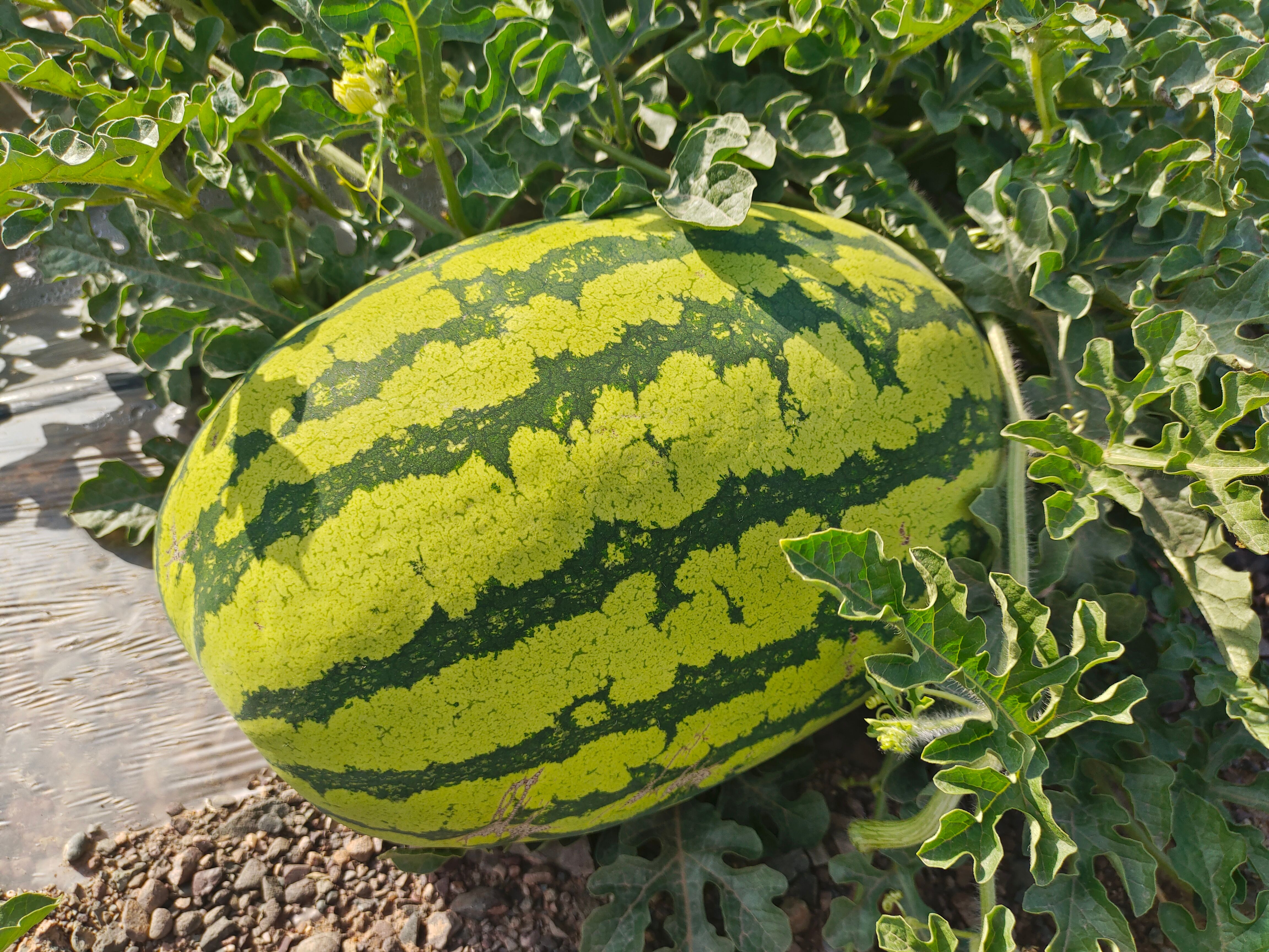 硒砂瓜糖分高，含微量元素丰富