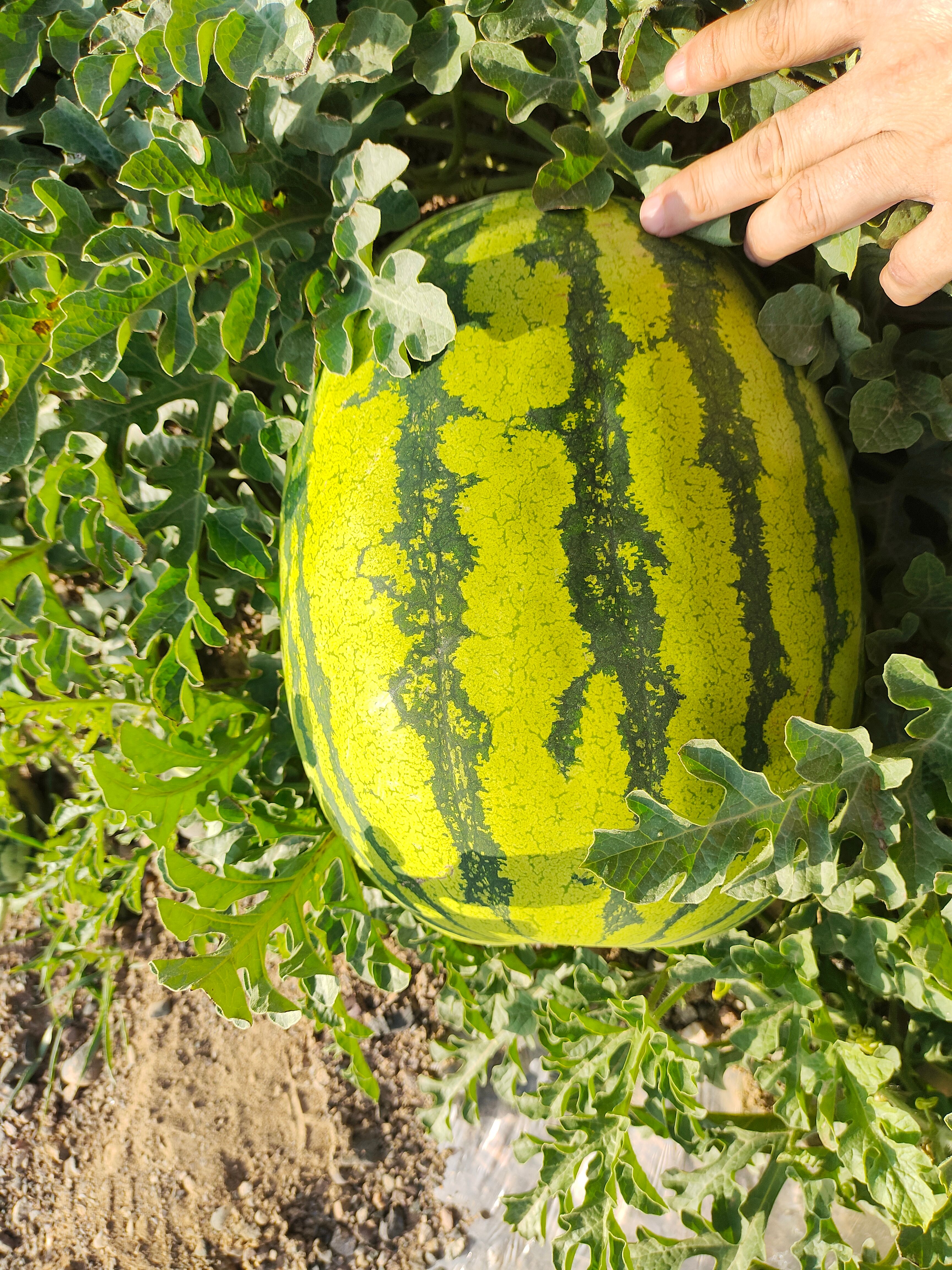 硒砂瓜糖分高，含微量元素丰富