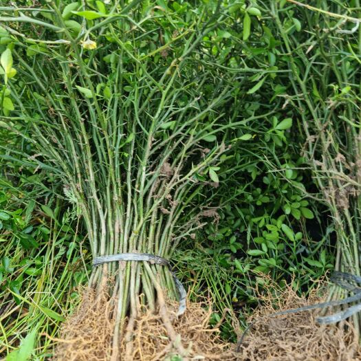 阳朔县枳壳苗 枳壳大苗 积壳大苗 枳壳苗，大量出售售，真实有效